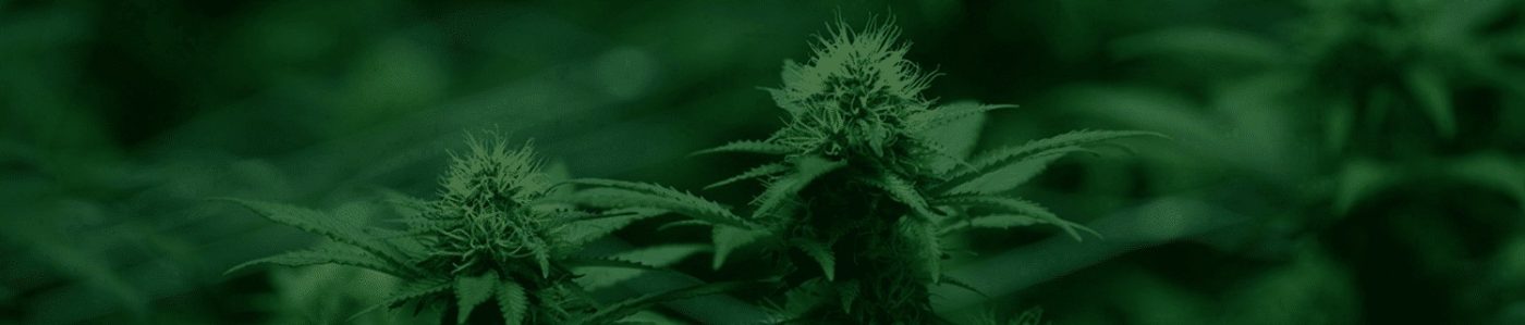 cannabis leaf growing