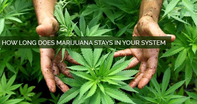 how long does weed stay in your system