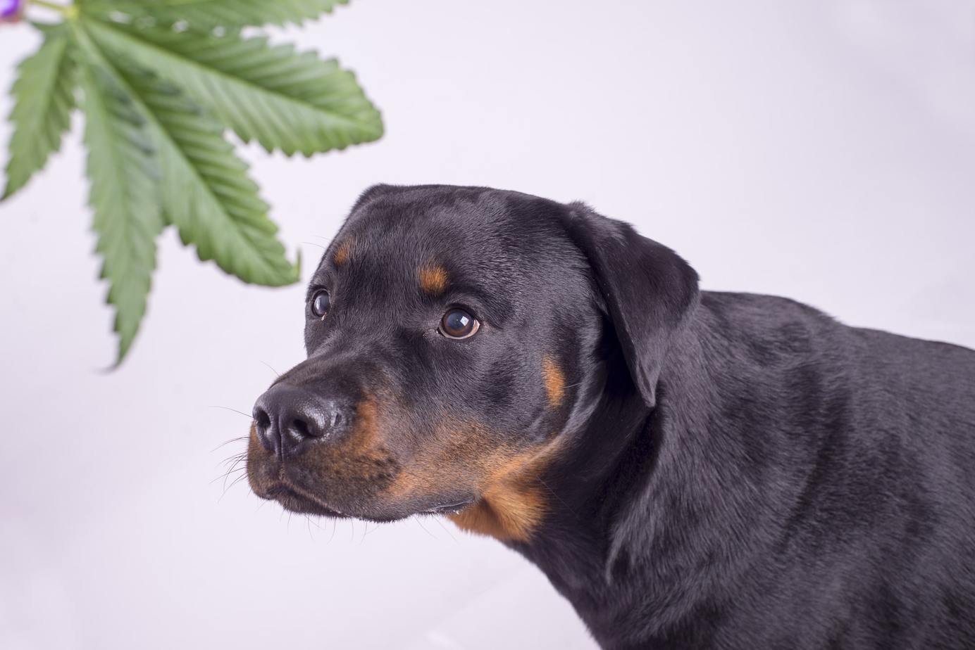 cbd for dogs