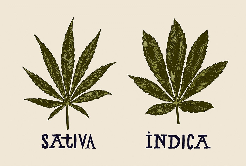 sativa vs indica