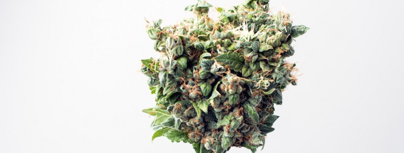 What are Indica Marijuana Strains