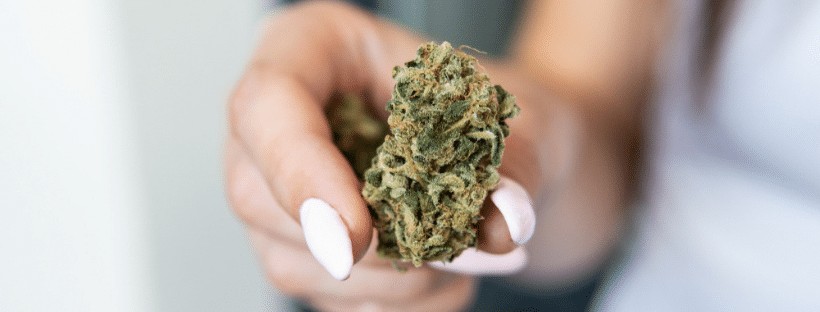 What are Marijuana Strains