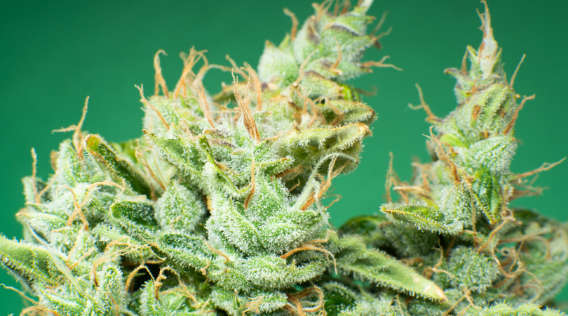 Top 5 Strongest Marijuana Strains In Terms Of THC Levels