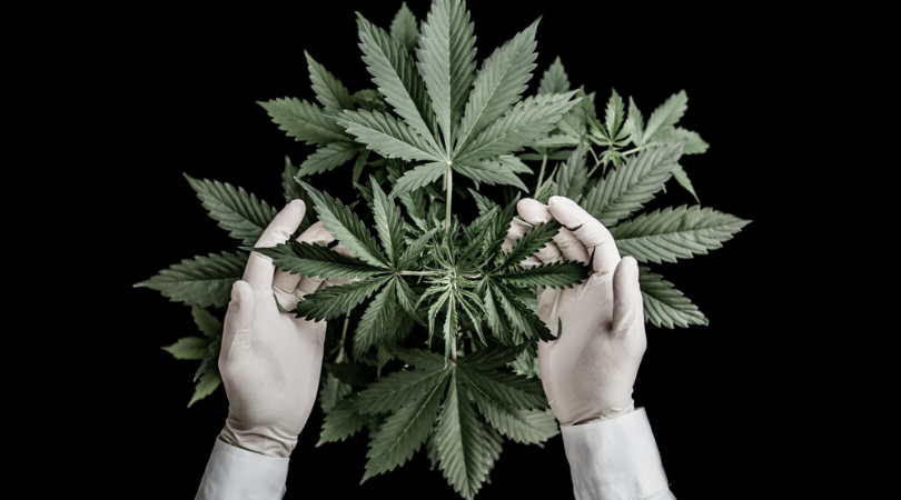 8 Steps to Grow Awesome Indica Marijuana