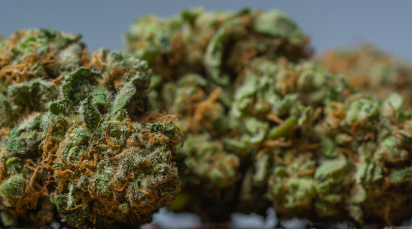 Top 5 Cannabis Indica Strains Revealed