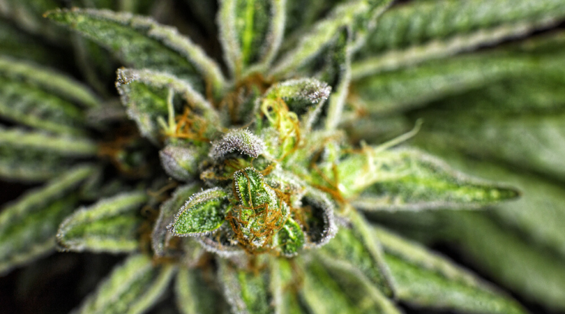 15 Best Hybrid Marijuana Strains on the Market