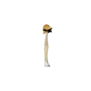 Buy Psilocybe Cubensis Magic Mushrooms Online Green Society