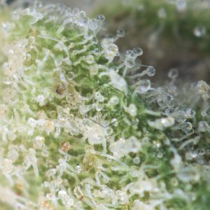 Buy Chem Fire Strain Online Green Society