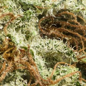 Buy Chocolate Thai Strain Online Canada Green Society