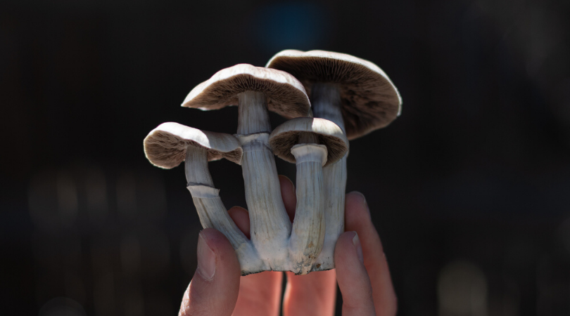 Magic Mushrooms Everything You've Been Afraid to Ask