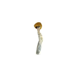 Buy Amazonian Cubensis Strain Online Green Society