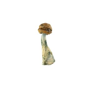 Buy Blue Meanies Magic Mushrooms Online Green Society