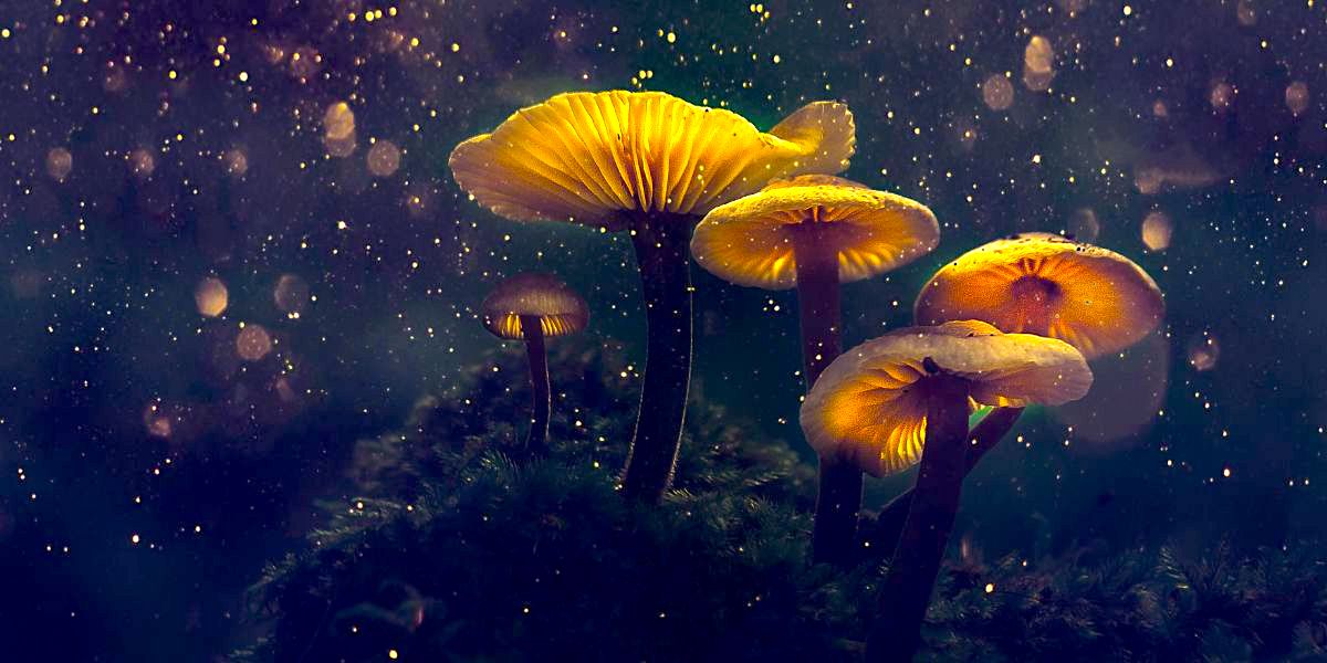 Magic Mushrooms