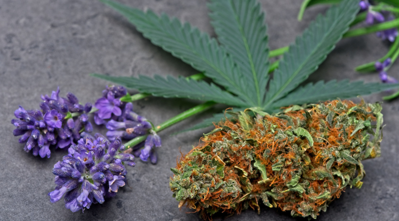 What Are Terpenes in Marijuana