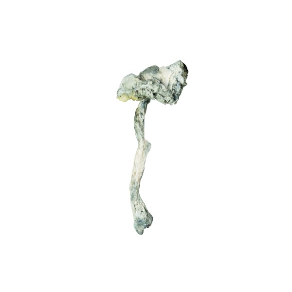 Buy Avery's Albinos Mushrooms Online Green Society