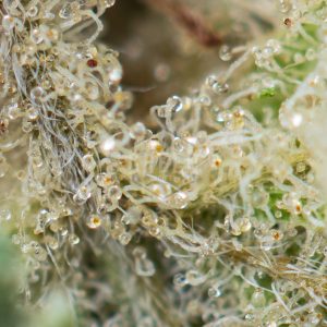 Buy Weed Online Green Society