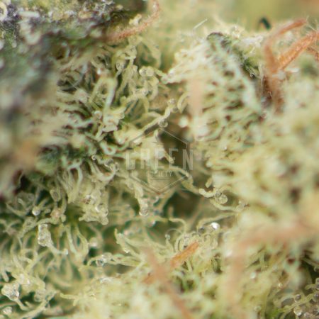 Buy Grandpa's Breath Strain Online Green Society