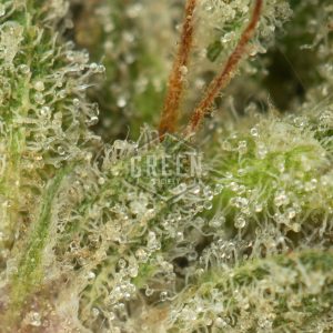 Buy Wonka's Bubblicious Strain Online Green Society