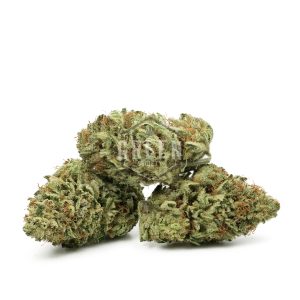 Buy Cat Piss Strain Online Green Society