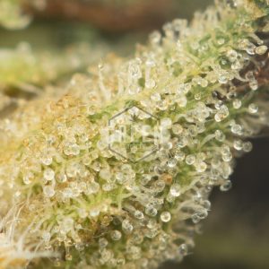 Buy Gasoline Zest #5 Online Green Society