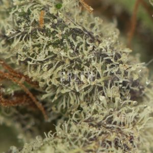 Buy God's Gift Strain Online Green Society