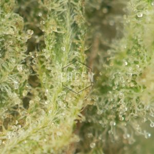 Buy Golden Goat Strain Online Green Society