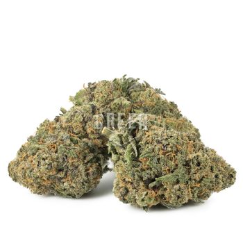 Buy McGrupp Strain Online Green Society