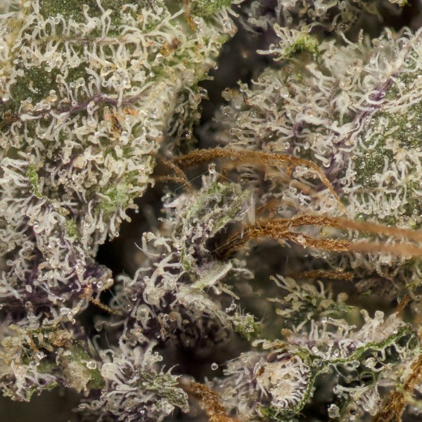 Purple Candy