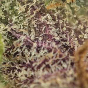 Buy Blue Crush Strain Online Green Society