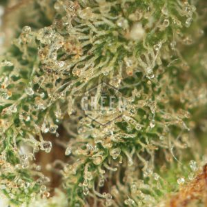 Buy Citrique Strain Online Green Society