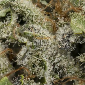 Buy Sour Cherry Kush Strain Online Green Society