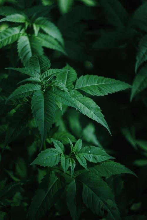 Green Leaves in Close Up Photography