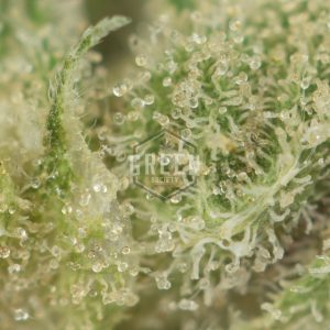 Buy Wakanda OG Strain Online Green Society