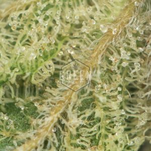 Buy Panda OG Strain Online Green Society