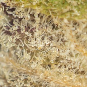 Buy Sundae Driver Weed Online Green Society