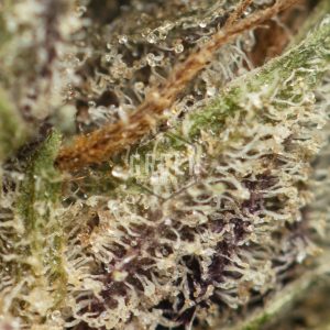 Buy White Cookies Strain Online Green Society