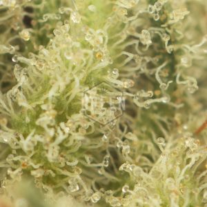 Buy Franco's Lemon Cheese Strain Green Society