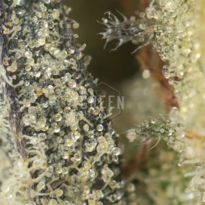 Buy Screwhead OG Strain Online Green Society