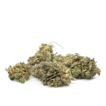 Buy SeaWarp Strain Online Green Society