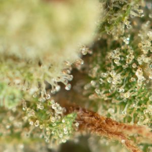 Buy Sour Scout Strain Online Green Society