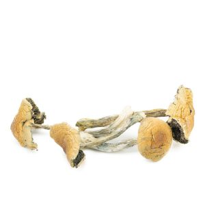 Buy Cuban Cubensis Mushrooms Online Green Society