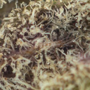 Buy Super Skunk Strain Online Green Society