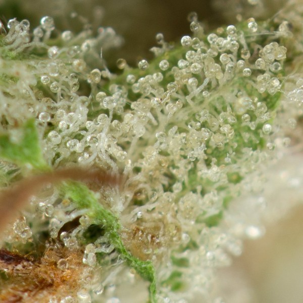 Buy Ace Killer OG Online Green Society