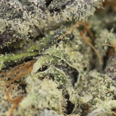 Buy Black Domina Online Green Society