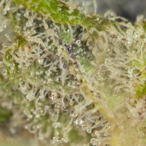 Buy Black Gas Strain Online Green Society