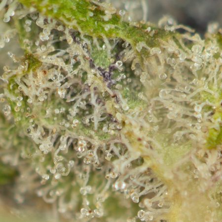 Buy Black Gas Strain Online Green Society
