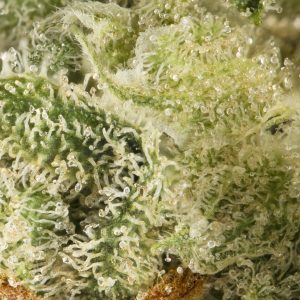 Buy Choco Chunk Strain Online Green Society
