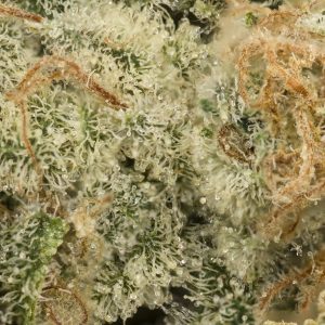 Buy Cookies and Cream Strain Online Green Society