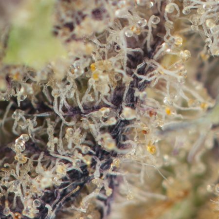 Buy Forbidden Fruit Strain Online Green Society
