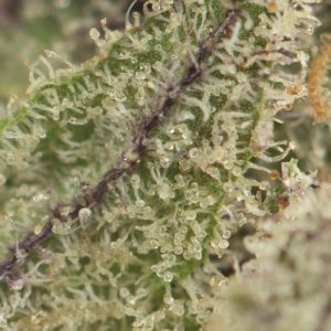 Buy LSD by Barney's Farm Online Green Society